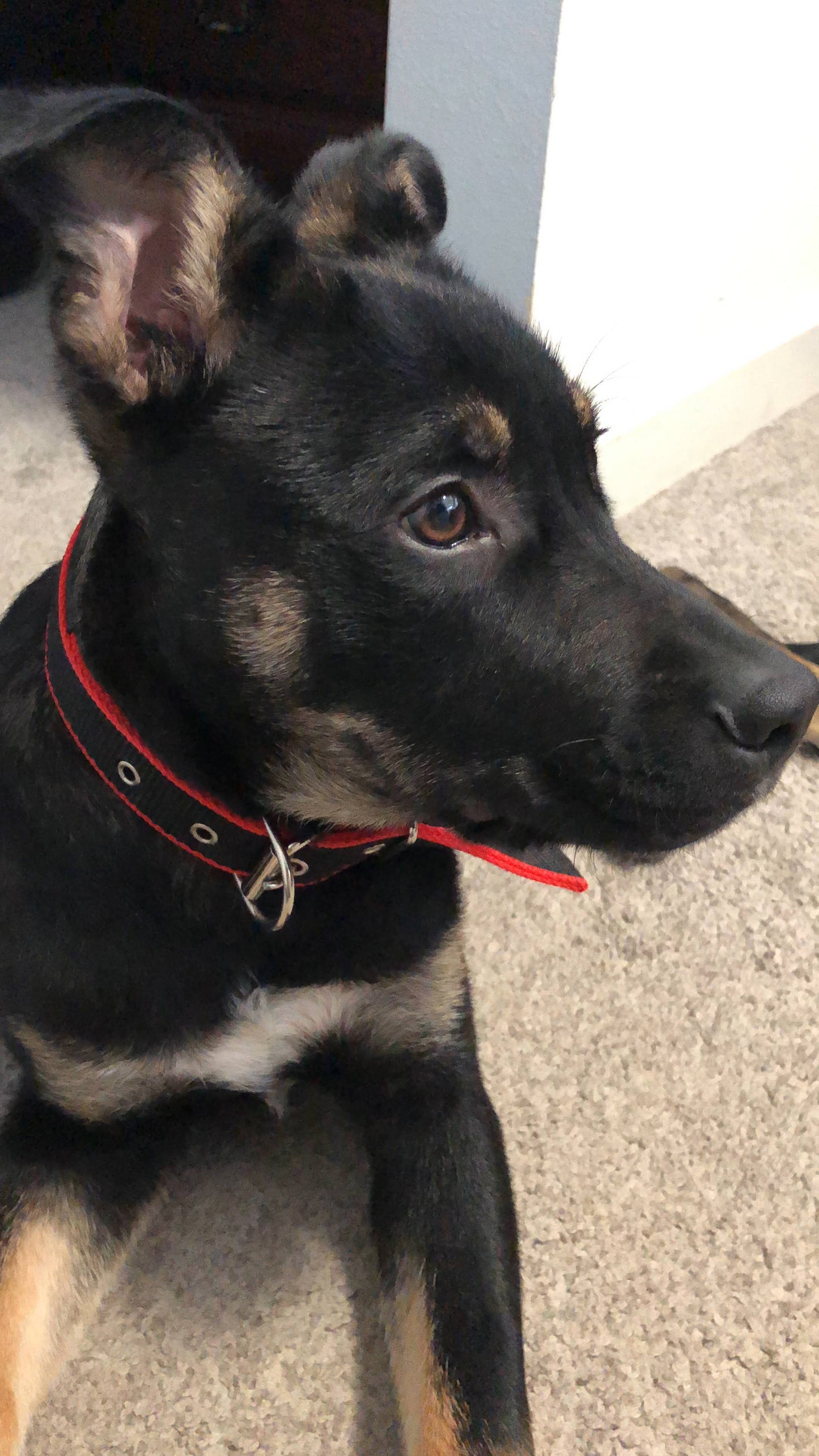 Confortable & sécurisé : Matériaux doux et résistants pour une tenue agréable et fiable