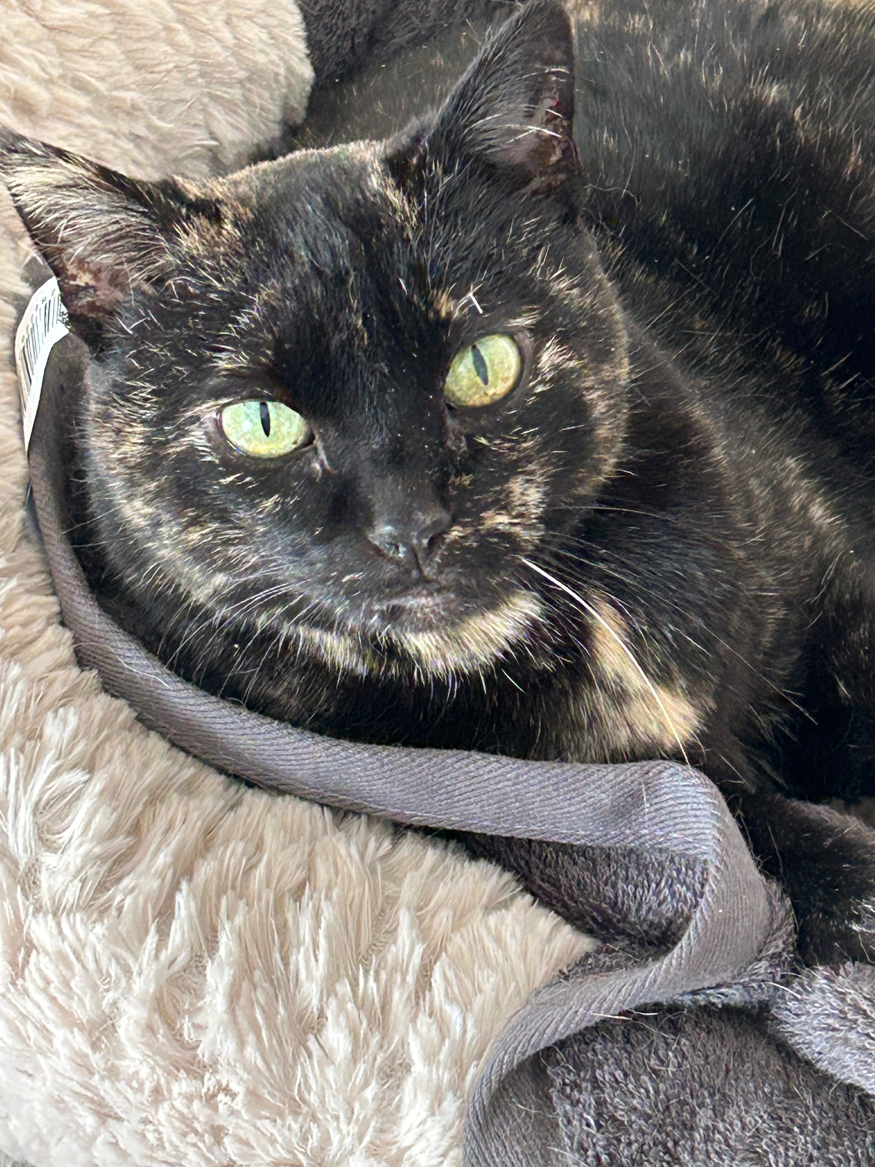 Chat tigré allongé, en position détendue, les yeux mi-clos, semblant somnoler paisiblement.