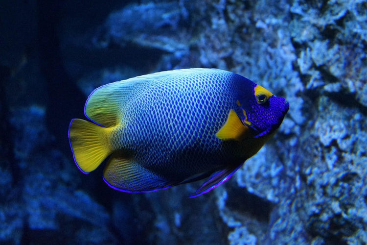 Poisson bleu nageant dans un fond marin lumineux
