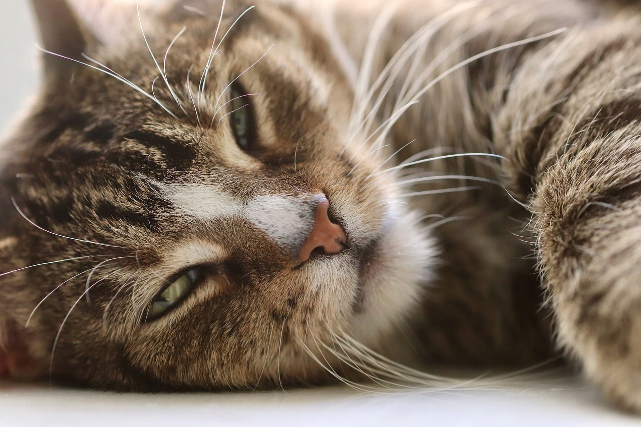 Chat tigré allongé, en position détendue, les yeux mi-clos, semblant somnoler paisiblement.