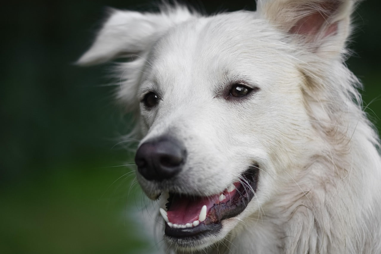 Gros plan sur un chien blanc au pelage doux, calme et détendu, regard paisible, fond naturel flou.