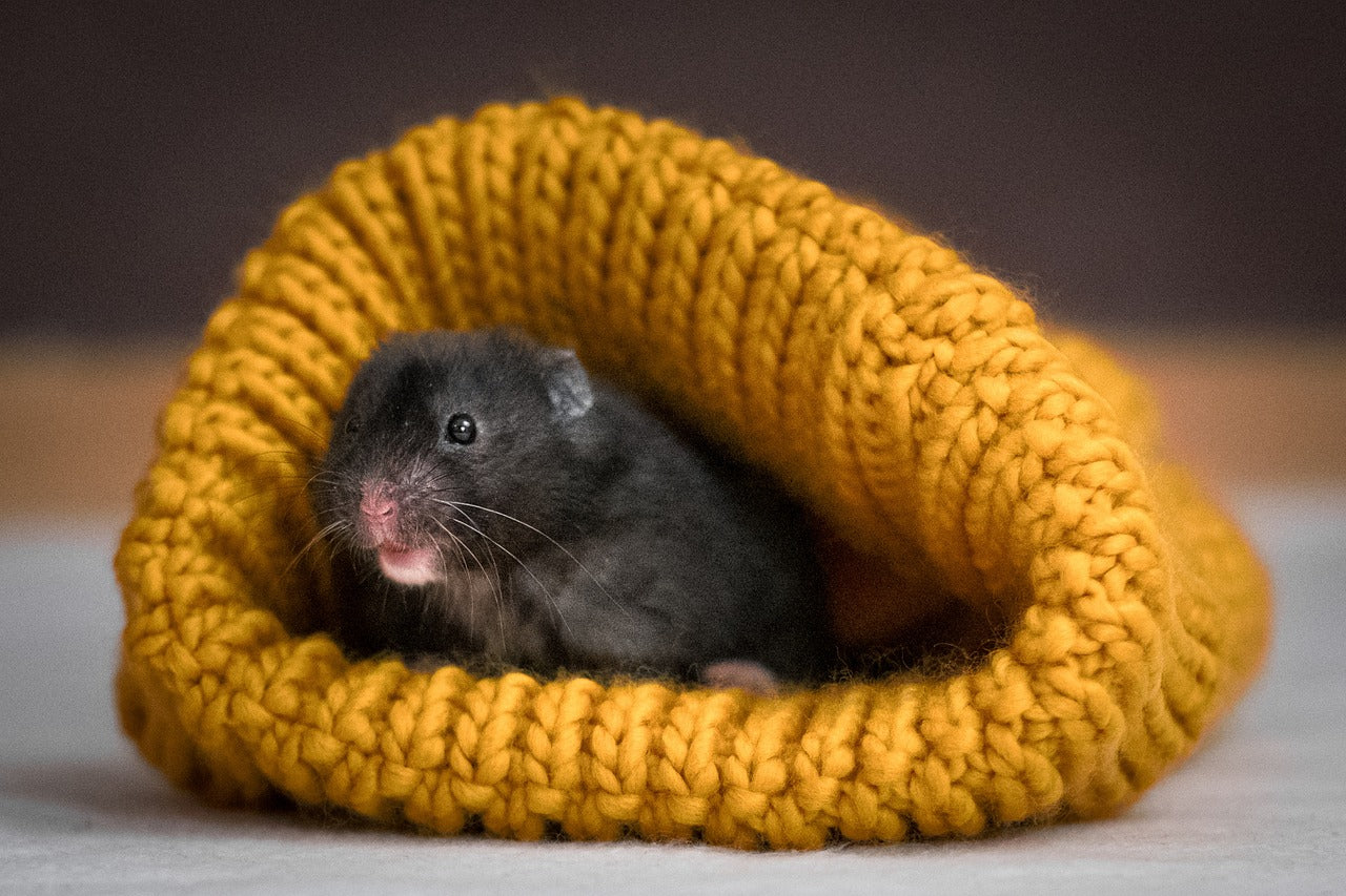 Petit hamster blotti dans un bonnet en laine jaune, en position de repos, ambiance cocooning et chaleureuse.