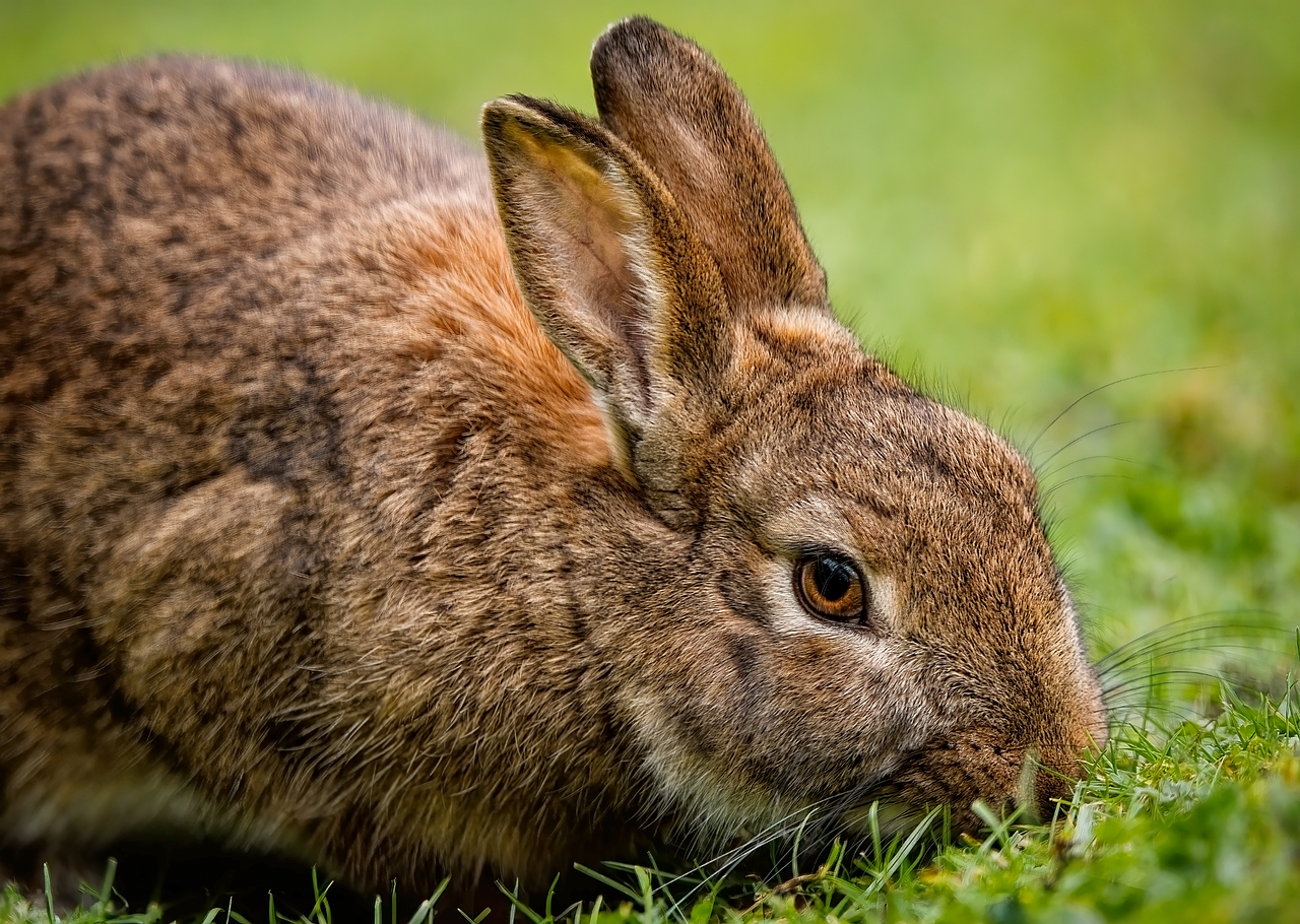 Lapin brun assis sur une pelouse verte, attentif à son environnement.