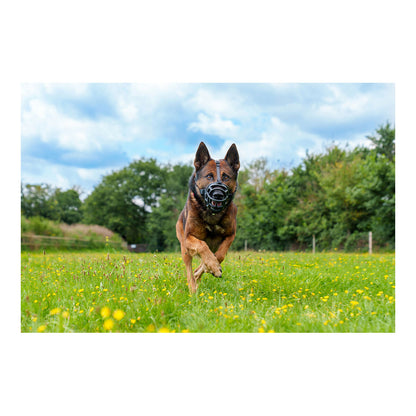 La muselière qui respecte votre chien - Baskerville Ultra - Taille 5