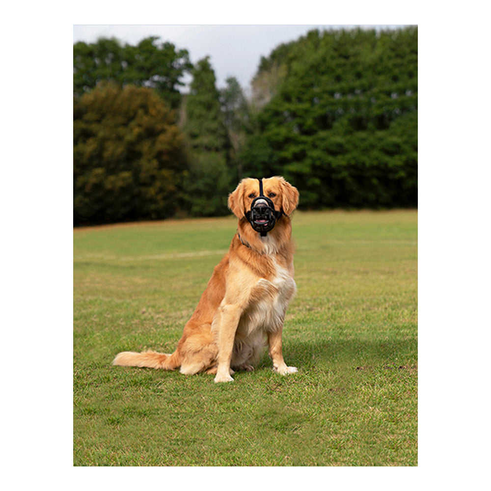 Sécurité et confort pour votre chien