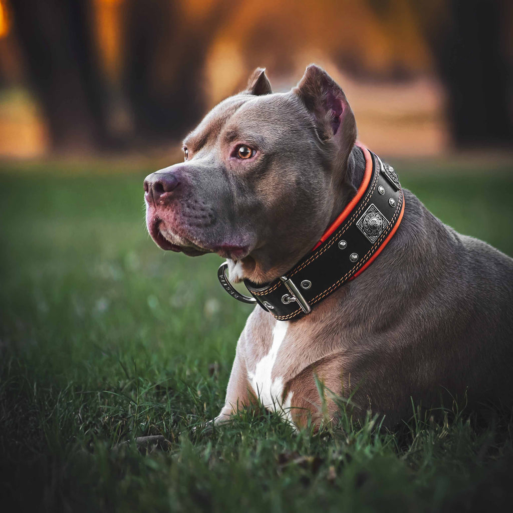 🐺 BESTIA “Eros” Collar 2.5 inch Black & Orange - Premium Leather Dog Collar for Large & Powerful Breeds | Handmade in Europe