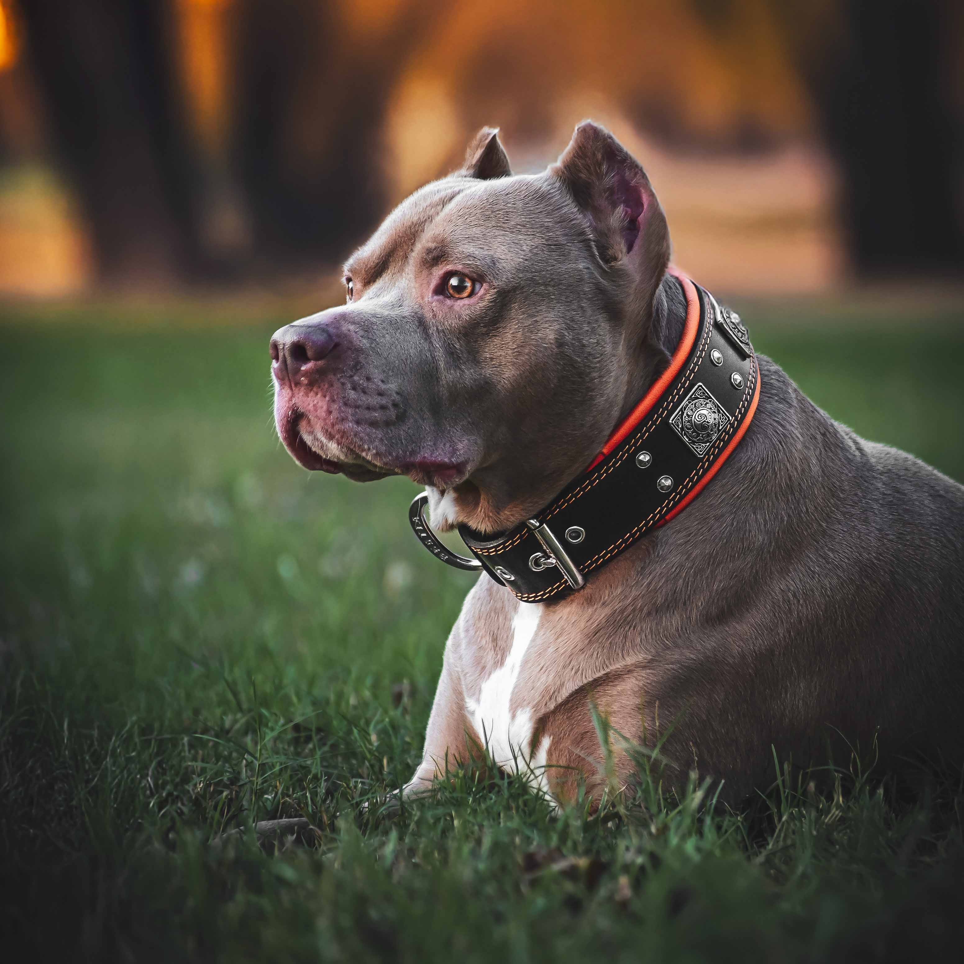 🐺 BESTIA “Eros” Collar 2.5 inch Black & Orange - Premium Leather Dog Collar for Large & Powerful Breeds | Handmade in Europe