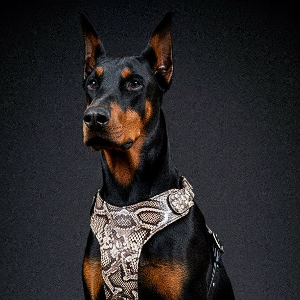 Luxe Artisanal Dog 🐺 BESTIA “Rock Python” - Harnais Cuir Véritable & Python‑Print Exclusif (Fait Main en Europe)