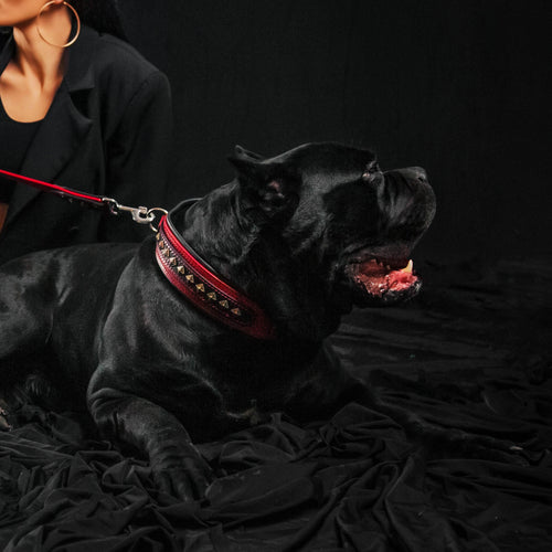 BALTEUS™ Red Collar ❤️🔥 | Collier Cuir 2.5” pour Grandes & Puissantes Races