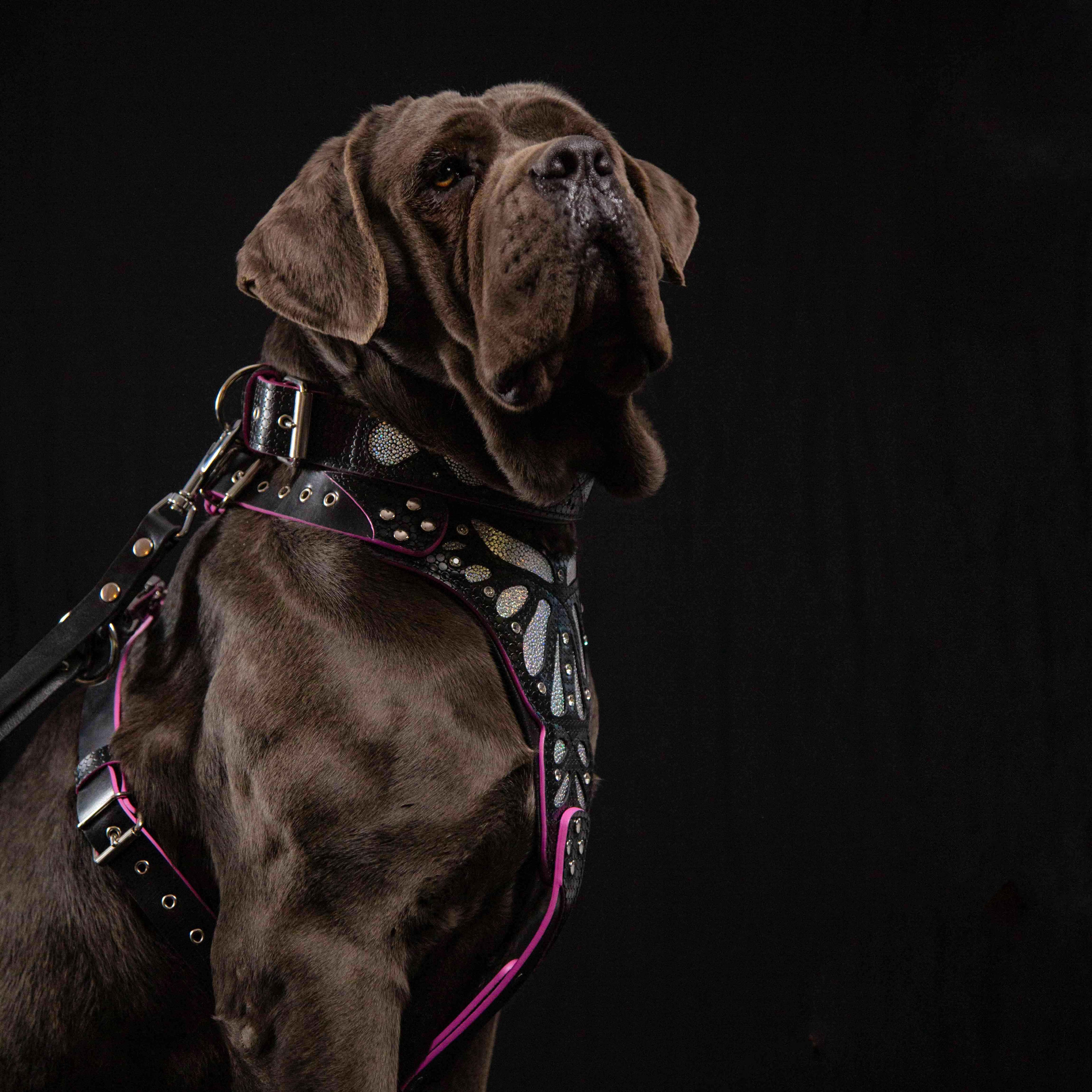 ✨ BESTIA “Ariel” Collier en Cuir - Collier Premium Noir à Paillettes pour Chiens Élégants | Confort Rembourré | Fait Main en Europe