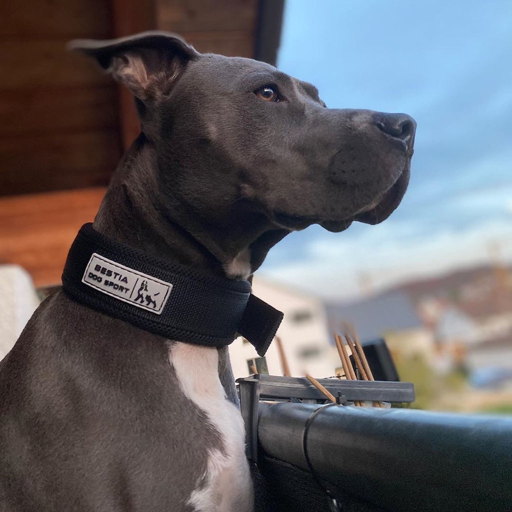 Bestia Dog Sport 🐺 FAST RELEASE COLLAR - Black & Gold Edition