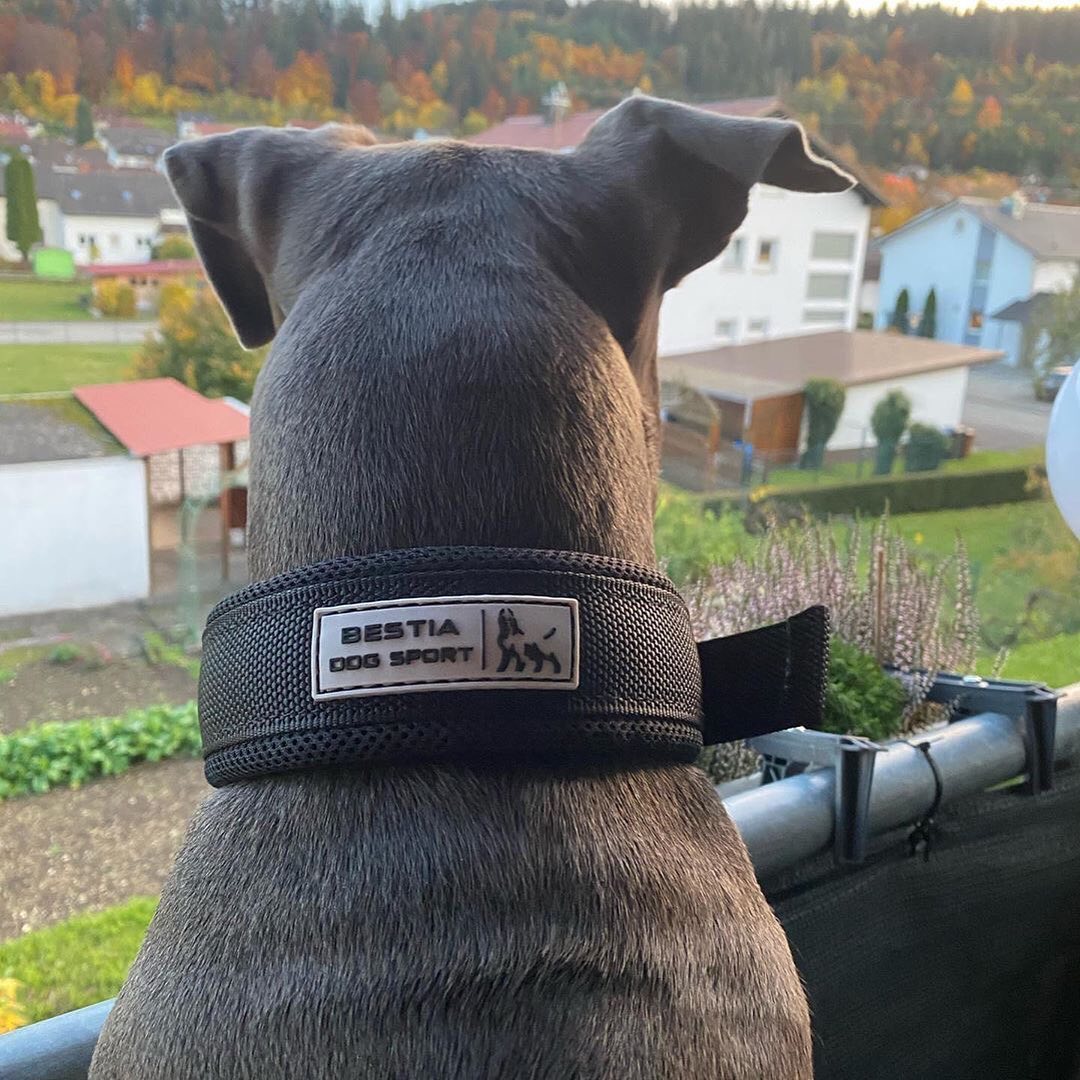 Bestia Dog Sport 🐺 FAST RELEASE COLLAR - Black & Gold Edition