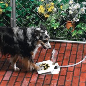 fontaine à eau pour chien