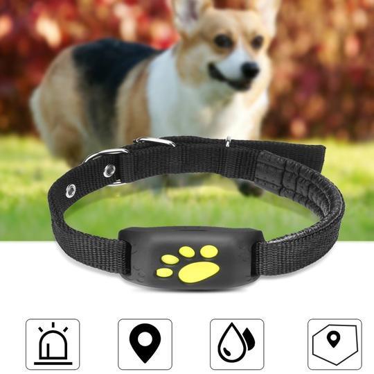 traceur GPS pour chien