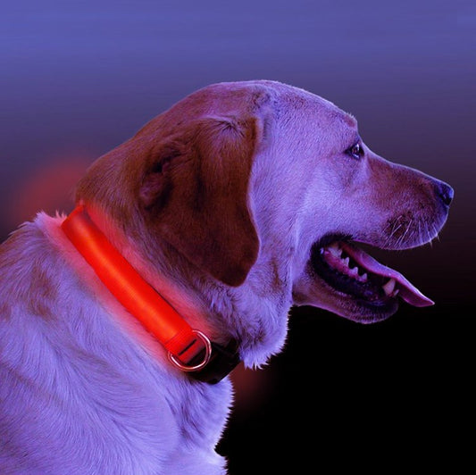 Collier Lumineux LED pour Chien
