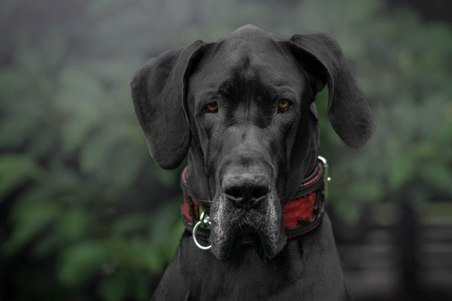 🐉 Red Dragon Collar - Cuir Noir & Python Rouge | M–XXL