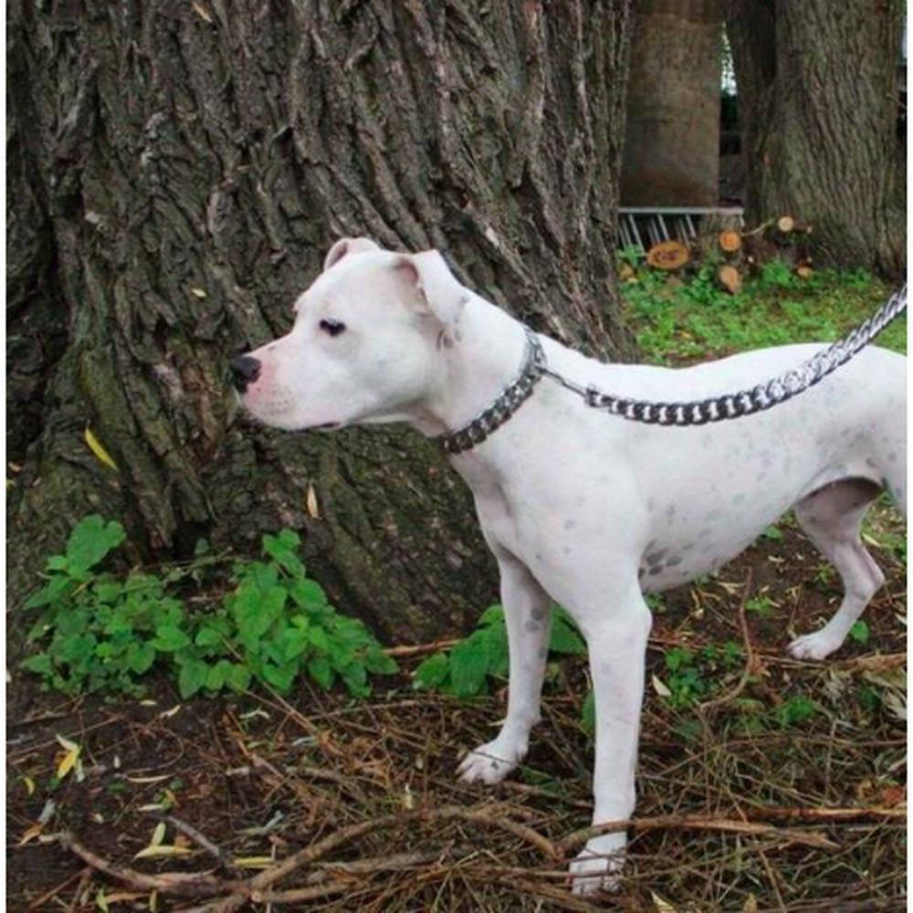 Laisse Caesar Cuban Link - Luxe pour chien - Acier inoxydable massif - Big Dog Chains