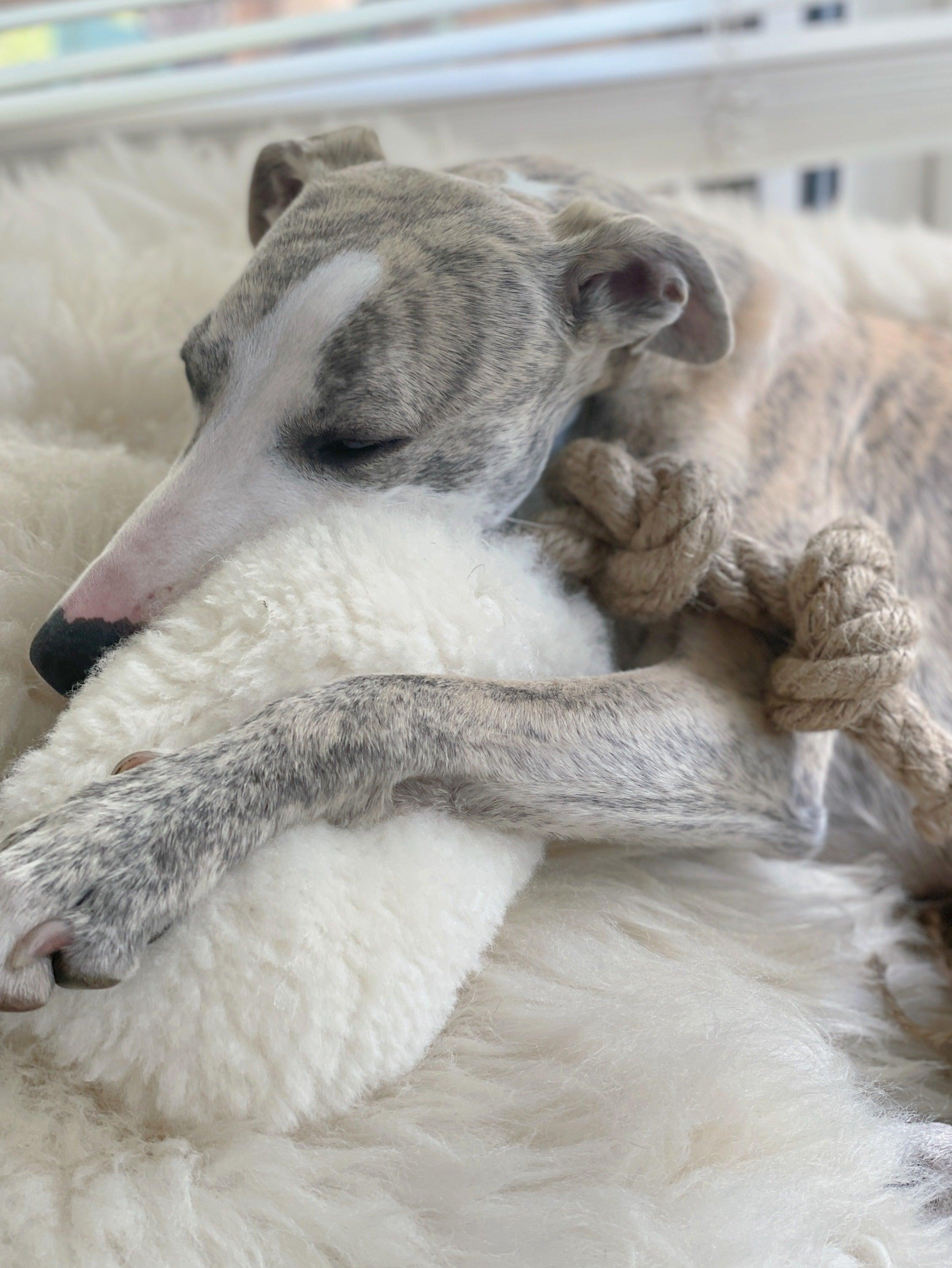 Naturel/Artisanal 🐶 Natural Woolen Dog Tug Toy - Beige (Jouet à Tirer 100 % Naturel)