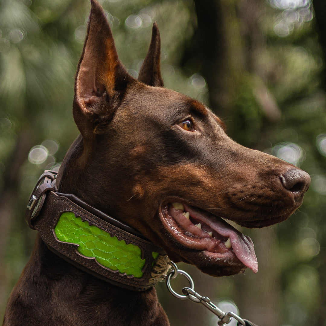 🐍 “Venom” Collar - Cuir Véritable & Snake Print | M –XXL