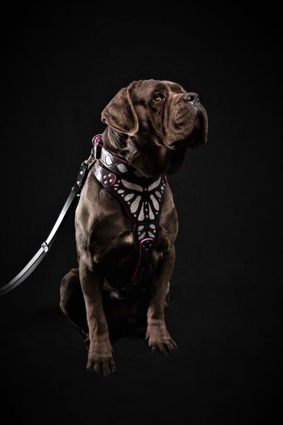 Collection Luxe Artisanal 🐶 Harnais Ariel - Cuir Premium & Motif Sirène Glitter (Fait Main en Europe)