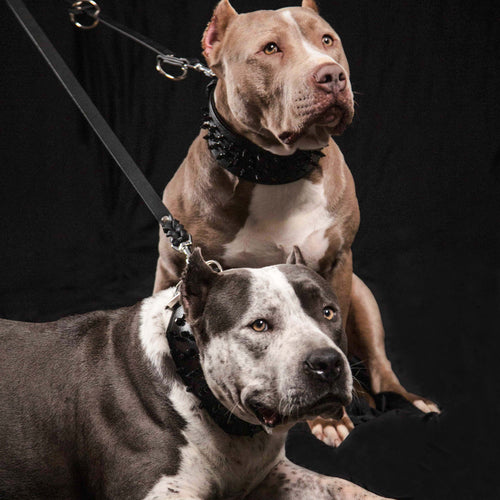 BESTIA™ Multi‑Purpose Police Leash 🤎🐾 | Laisse Multifonction Cuir pour Dressage & Usage Pro