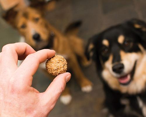 Des friandises artisanales au goût de fête pour chiens heureux