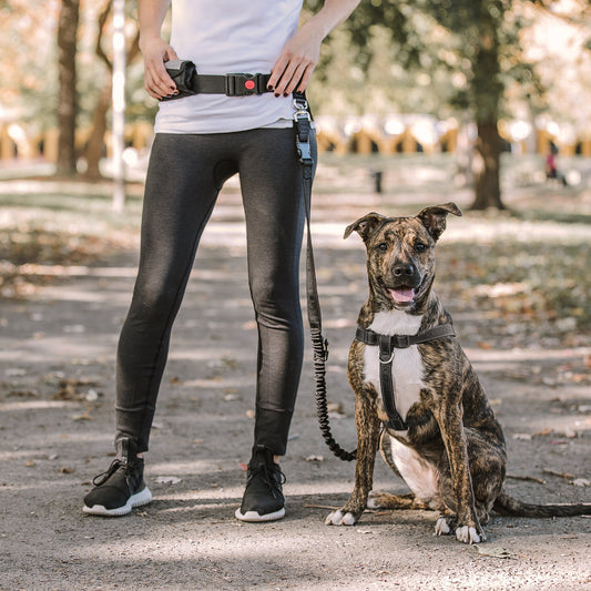 Ceinture de taille + laisse bungee - Pour courir avec son chien - Idéale pour sport et promenade