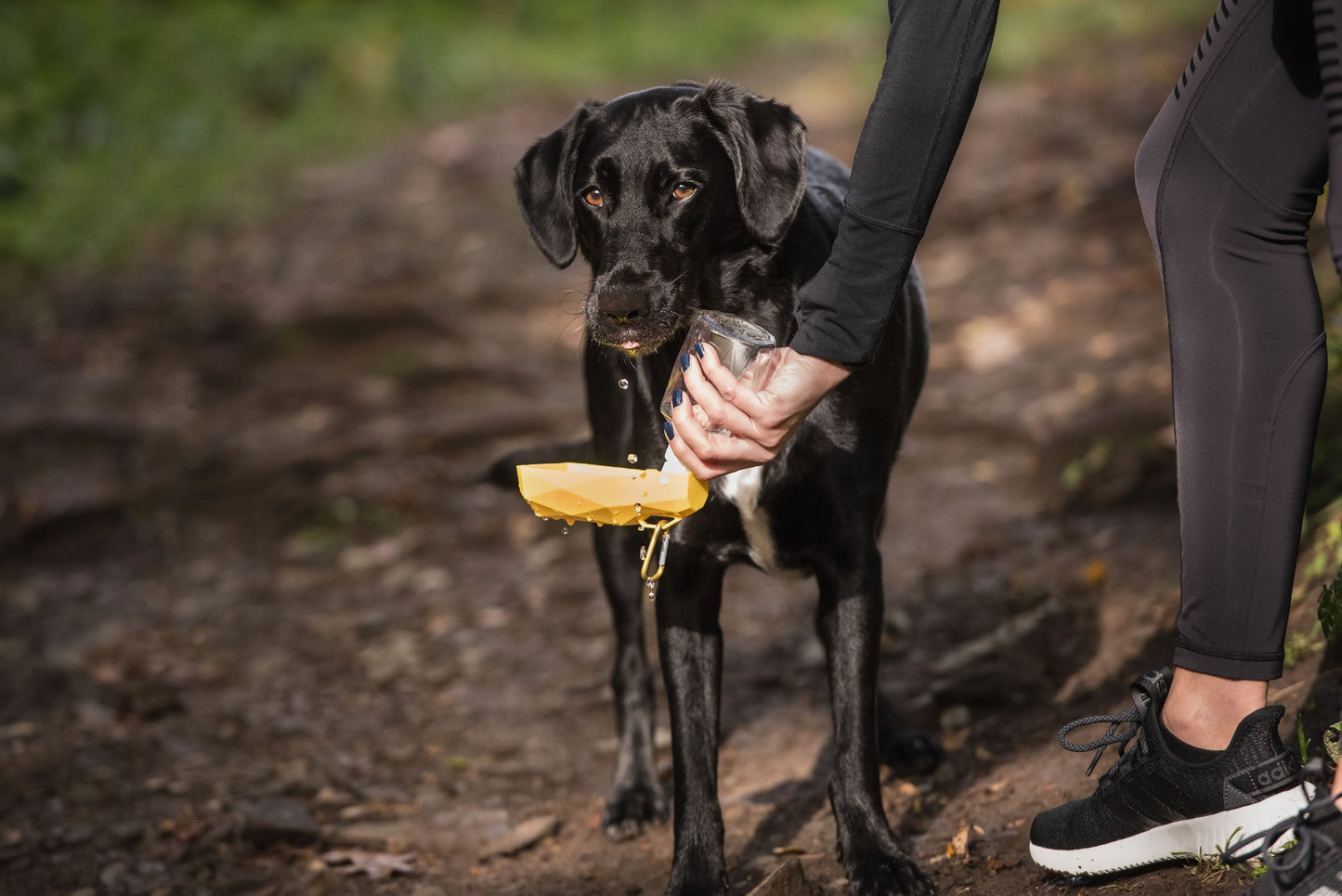 Hydratation nomade pour votre compagnon à quatre pattes