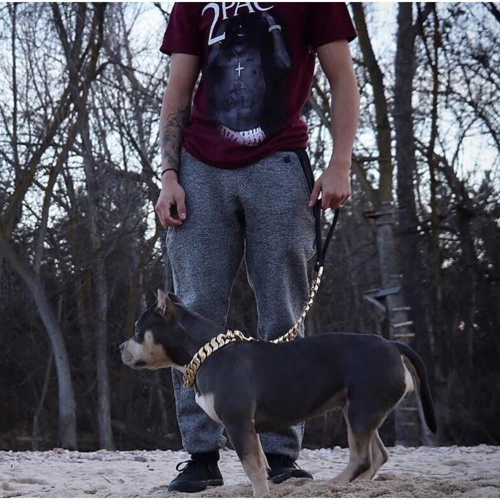 Le luxe streetwear pour chiens XL