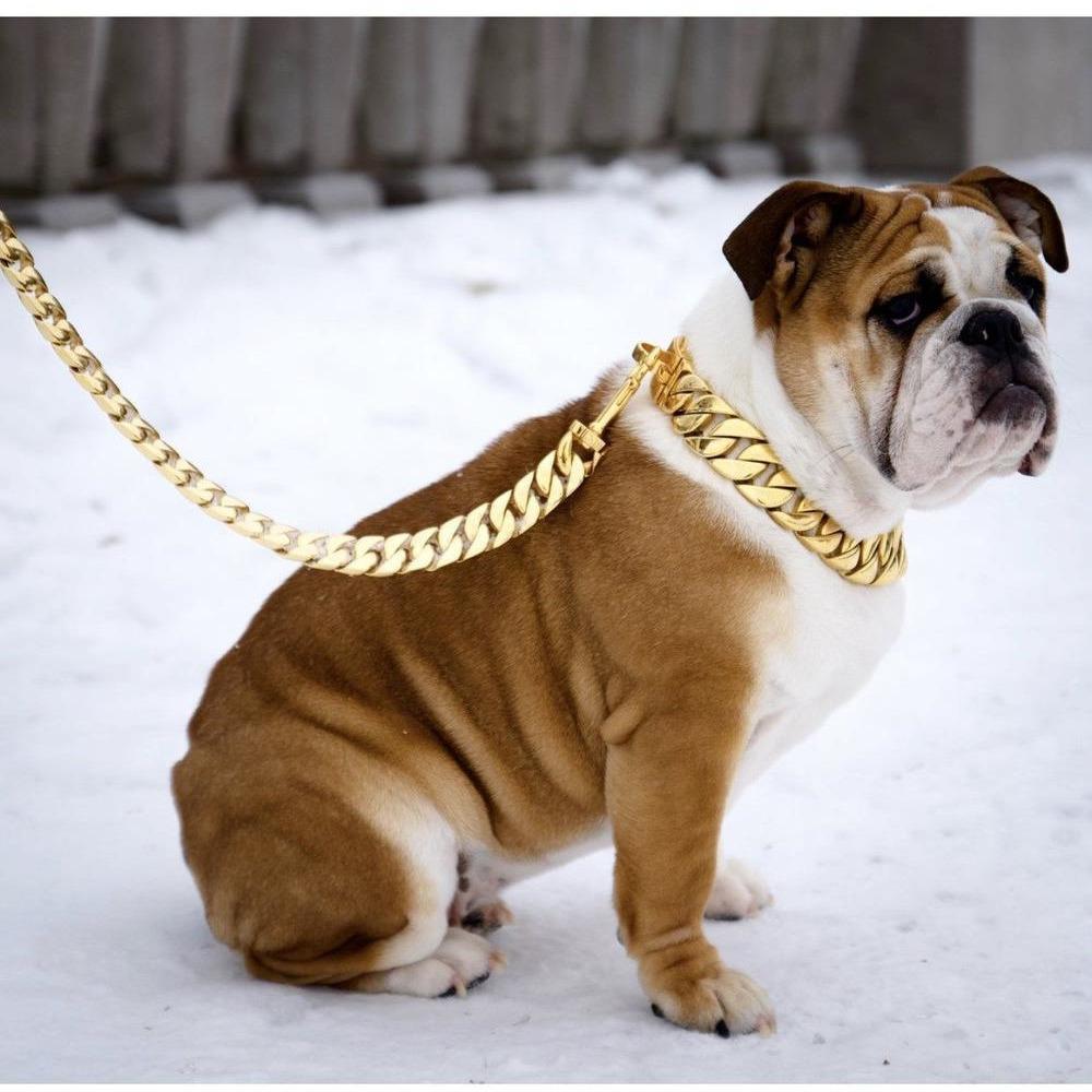 Le luxe streetwear pour chiens XL