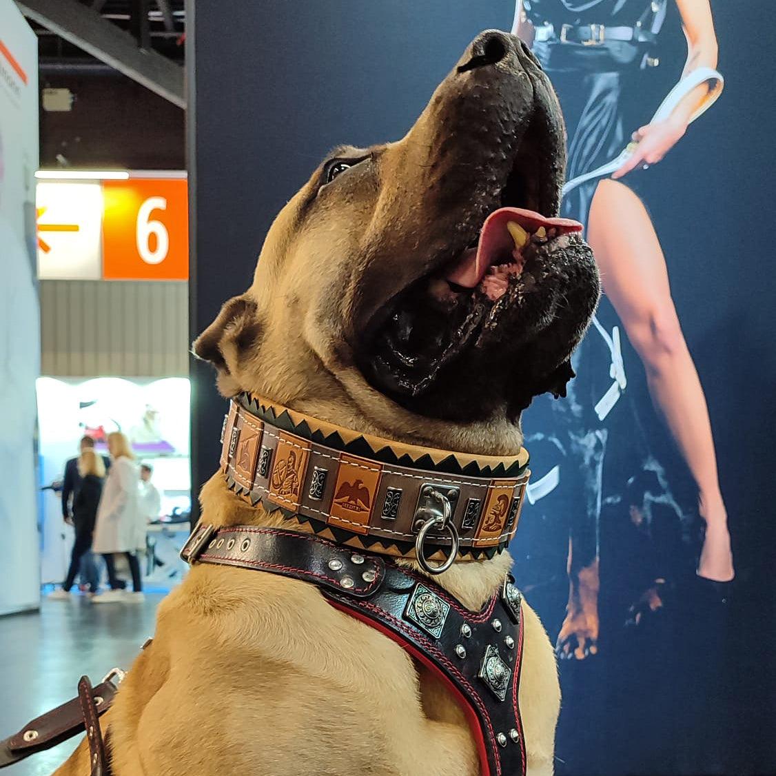 🛡️🐕 SPQR Collar - Imperial Strength, Modern Craft