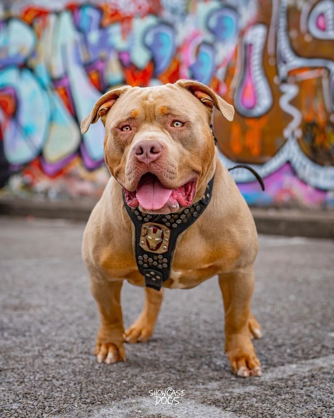 Luxe Artisanal Dog 🐺 BESTIA “Iron Dog” - Harnais Cuir Premium IronMan Edition (Fait Main en Europe)