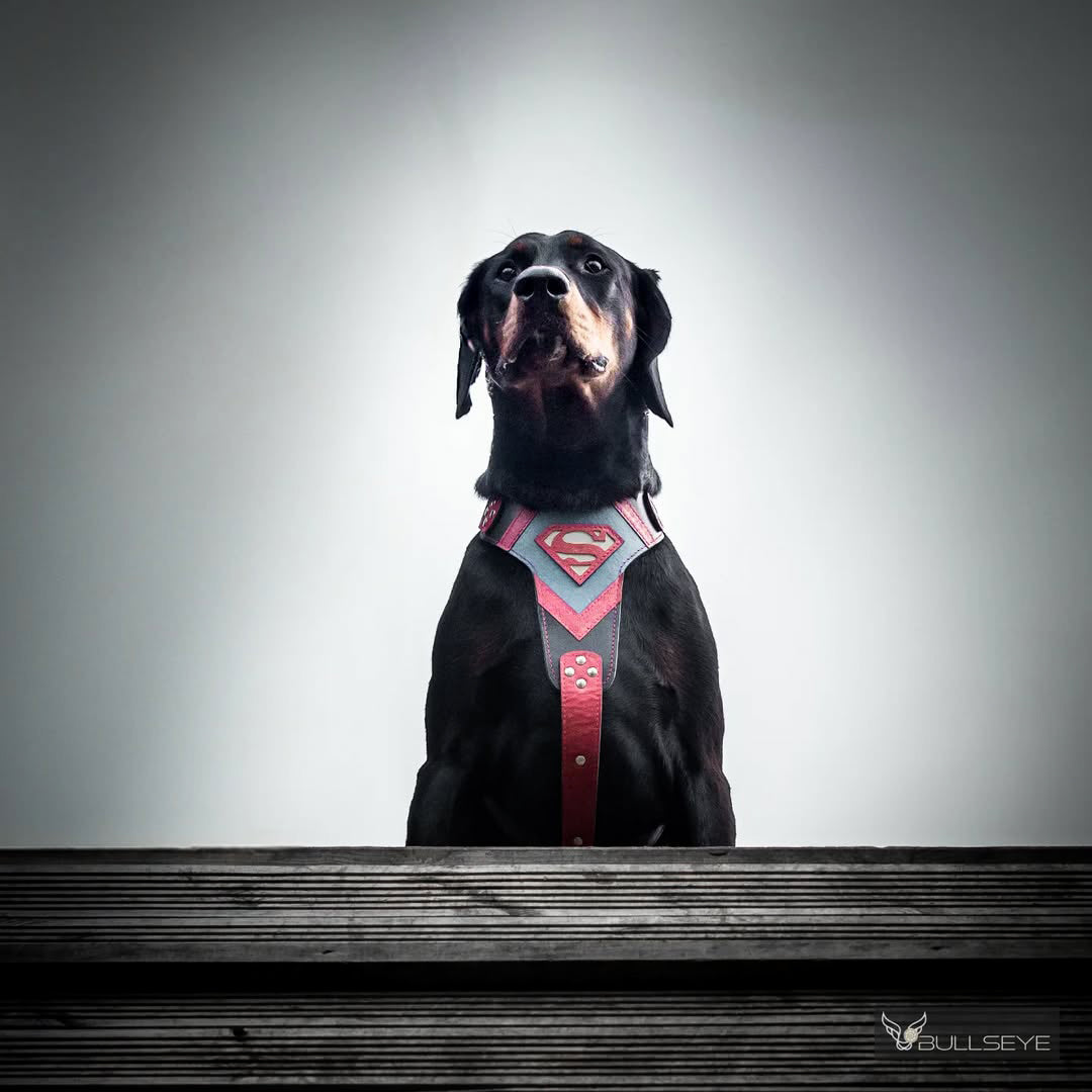 Tactical Premium 🐺 Superdog Harness - Harnais Cuir Véritable 4 mm pour Races Puissantes (Fait Main en Europe)