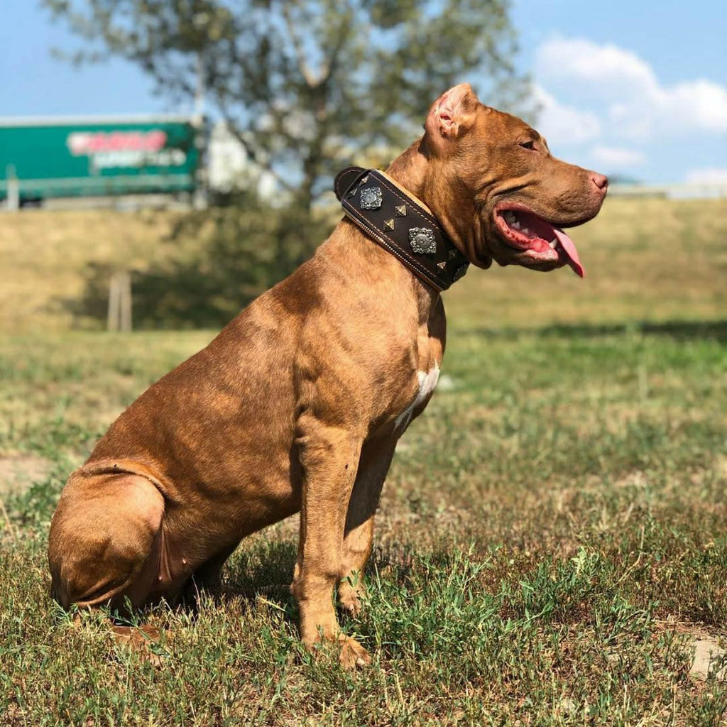 🐕‍🦺 “Aztec” Brown Dog Collar