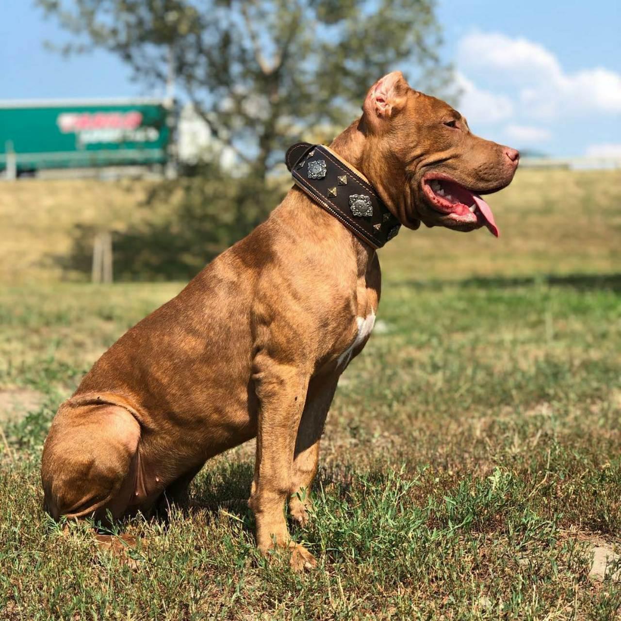 🐕‍🦺 “Aztec” Brown Dog Collar