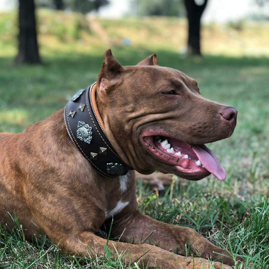 🐕‍🦺 “Aztec” Brown Dog Collar