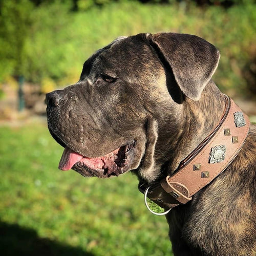 AZTEC™ Grey Collar 🩶⚔️✨ | Collier Cuir Aztec Gris pour Grandes & Puissantes Races
