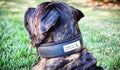 Tactical Premium 🐺 Collier BESTIA Dog Sport - Ultra Heavy Duty Matt Black (Inox & Waterproof)