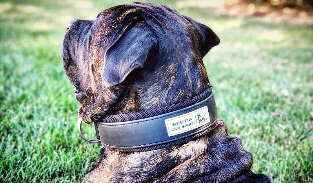 Tactical Premium 🐺 Collier BESTIA Dog Sport - Ultra Heavy Duty Matt Black (Inox & Waterproof)