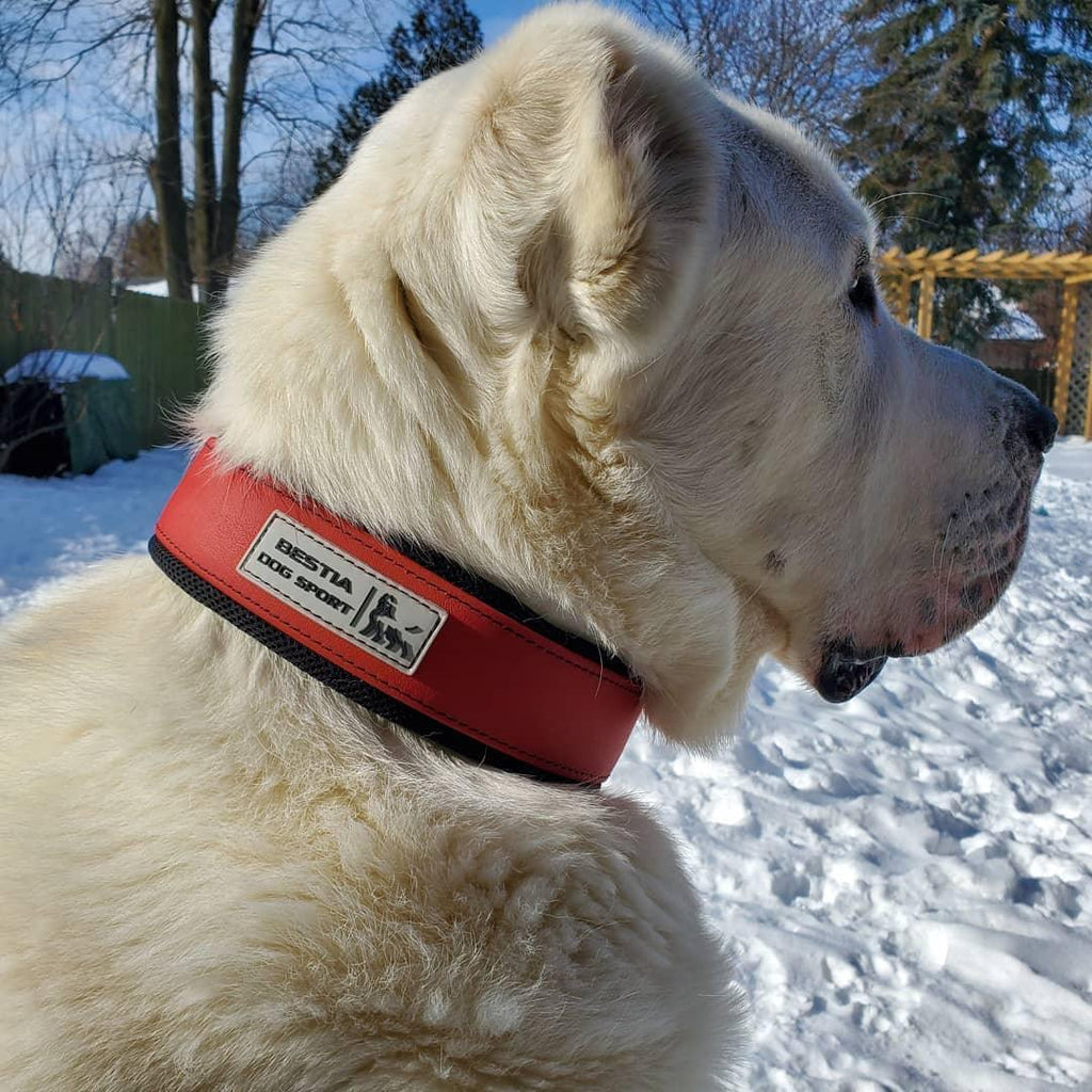 Tactical Premium 🐶 Collier BESTIA Dog Sport - Ultra Heavy Duty Red (Inox & Waterproof)