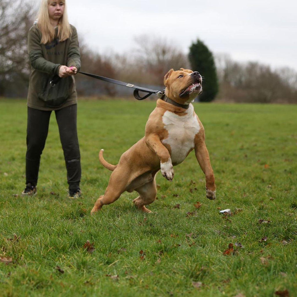 Tactical Premium 🐶 Laisse BESTIA Dog Sport - Double Poignée, Ultra Heavy Duty (Noir)