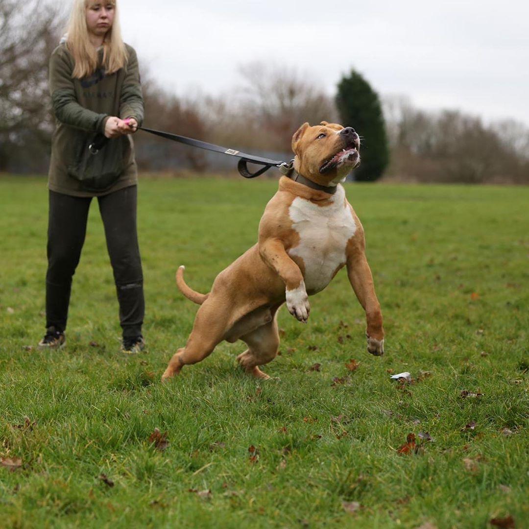 Tactical Premium 🐶 Laisse BESTIA Dog Sport - Double Poignée, Ultra Heavy Duty (Noir)