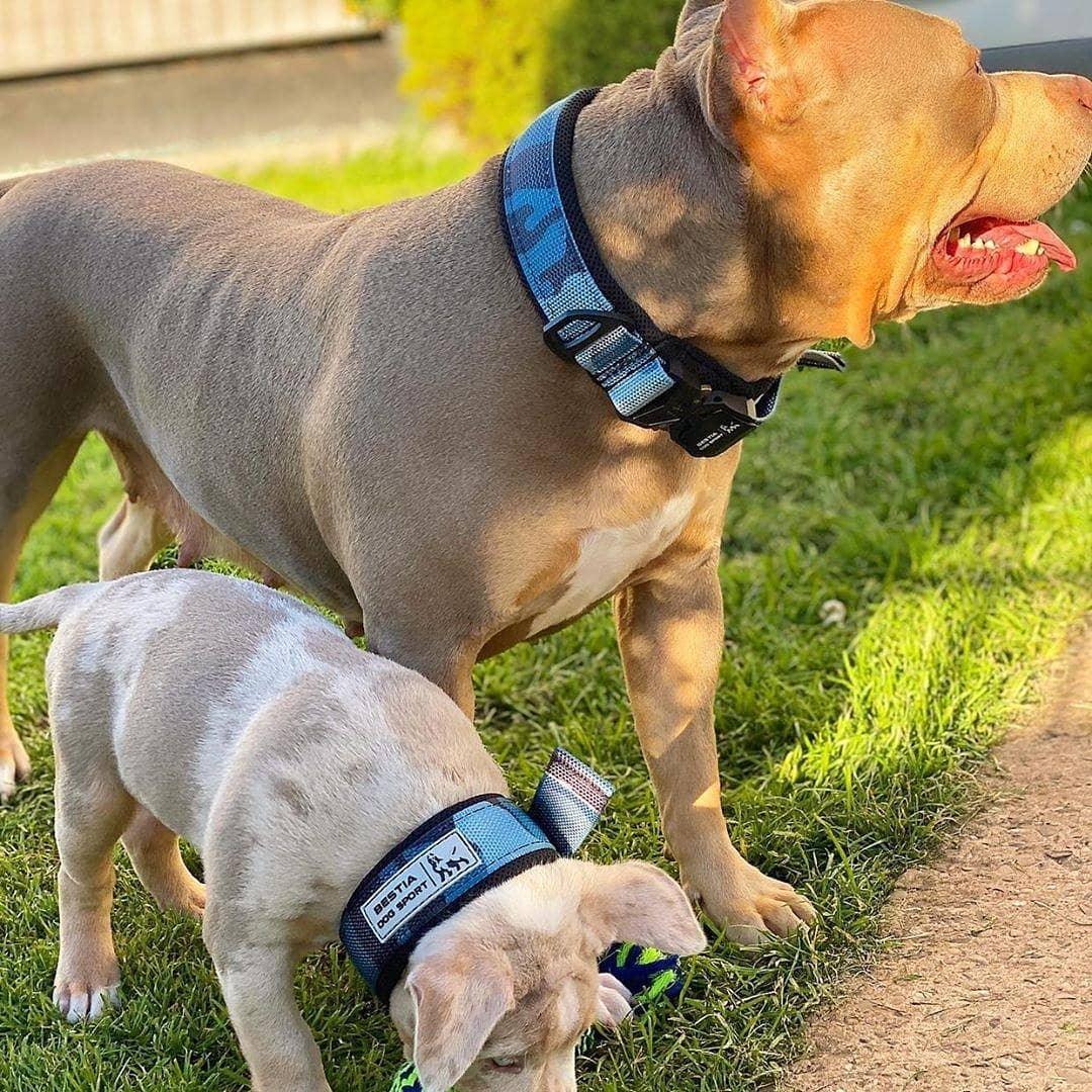 Tactical Premium 🐺 BESTIA DOG SPORT - Fast Release Collar Blue Camo (Ultra‑Résistant)