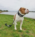 🐕‍🦺 BESTIA DOG SPORT Tactical Leash All Black - Ultra Heavy Duty Waterproof Dog Leash with Tactical Carabiner | 400 kg Pull Strength
