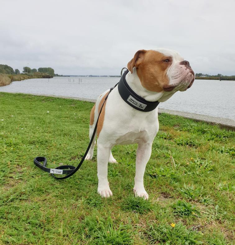 🐕‍🦺 BESTIA DOG SPORT Tactical Leash All Black - Ultra Heavy Duty Waterproof Dog Leash with Tactical Carabiner | 400 kg Pull Strength