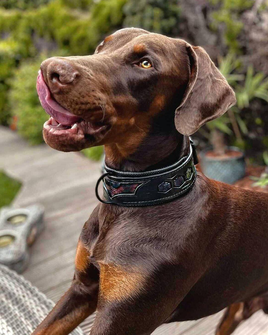 🐕 🦇 BESTIA “BATDOG” Collier en Cuir Noir - Collier Premium Inspiré Héros pour Chiens Puissants | Fait Main en Europe