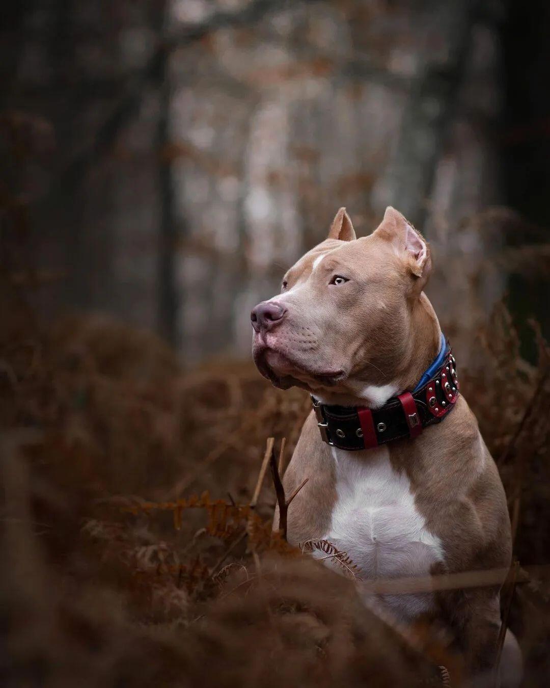 🛡️🐕 Captain A Collar - Collier Premium Bleu & Argent (6,3 cm)