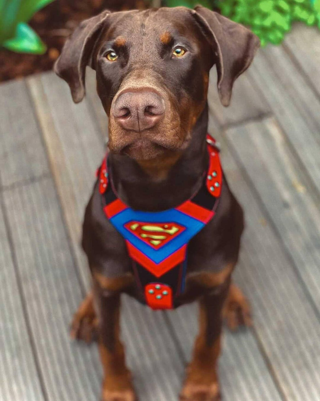 Tactical Premium 🐺 Superdog Harness - Harnais Cuir Véritable 4 mm pour Races Puissantes (Fait Main en Europe)