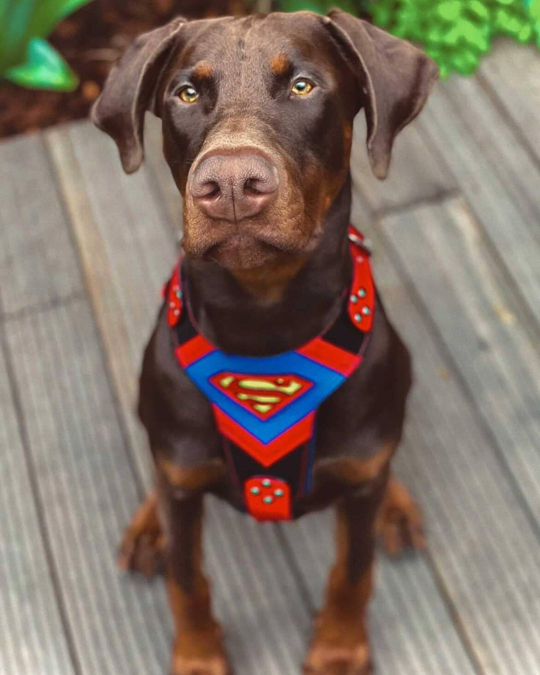 Tactical Premium 🐺 Superdog Harness - Harnais Cuir Véritable 4 mm pour Races Puissantes (Fait Main en Europe)
