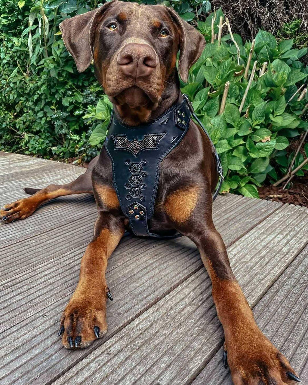 🦇 BESTIA “BATDOG” Harnais - Inspiré de Batman | Harnais Premium en Cuir pour Chiens Puissants | Confort & Contrôle | Fait Main en Europe